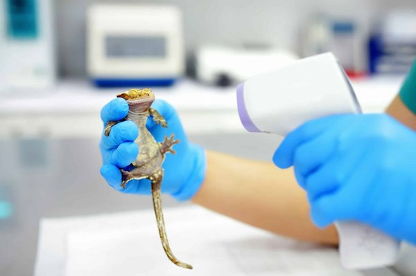 How to set up a home for a new reptile pet