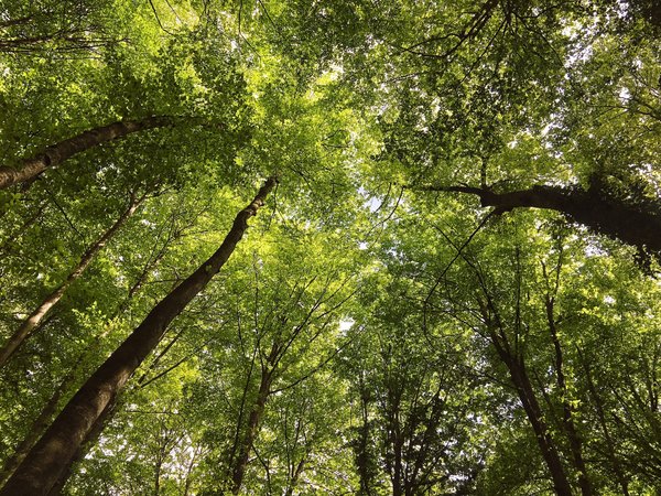 The future of workspaces: real estate perspectives