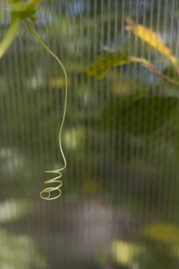 How to Introduce a New Puppy to a Household with an Aging Cat?