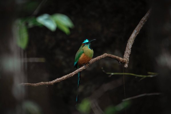 What Advances in Tissue Engineering Are Bringing Us Closer to Lab-Grown Organs?